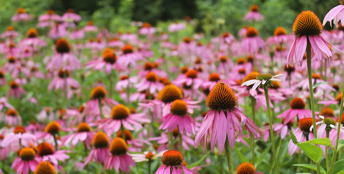 Echinacea