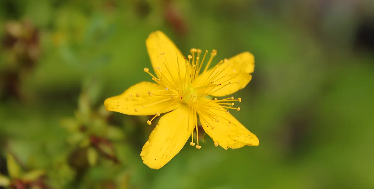 St. Johnswort