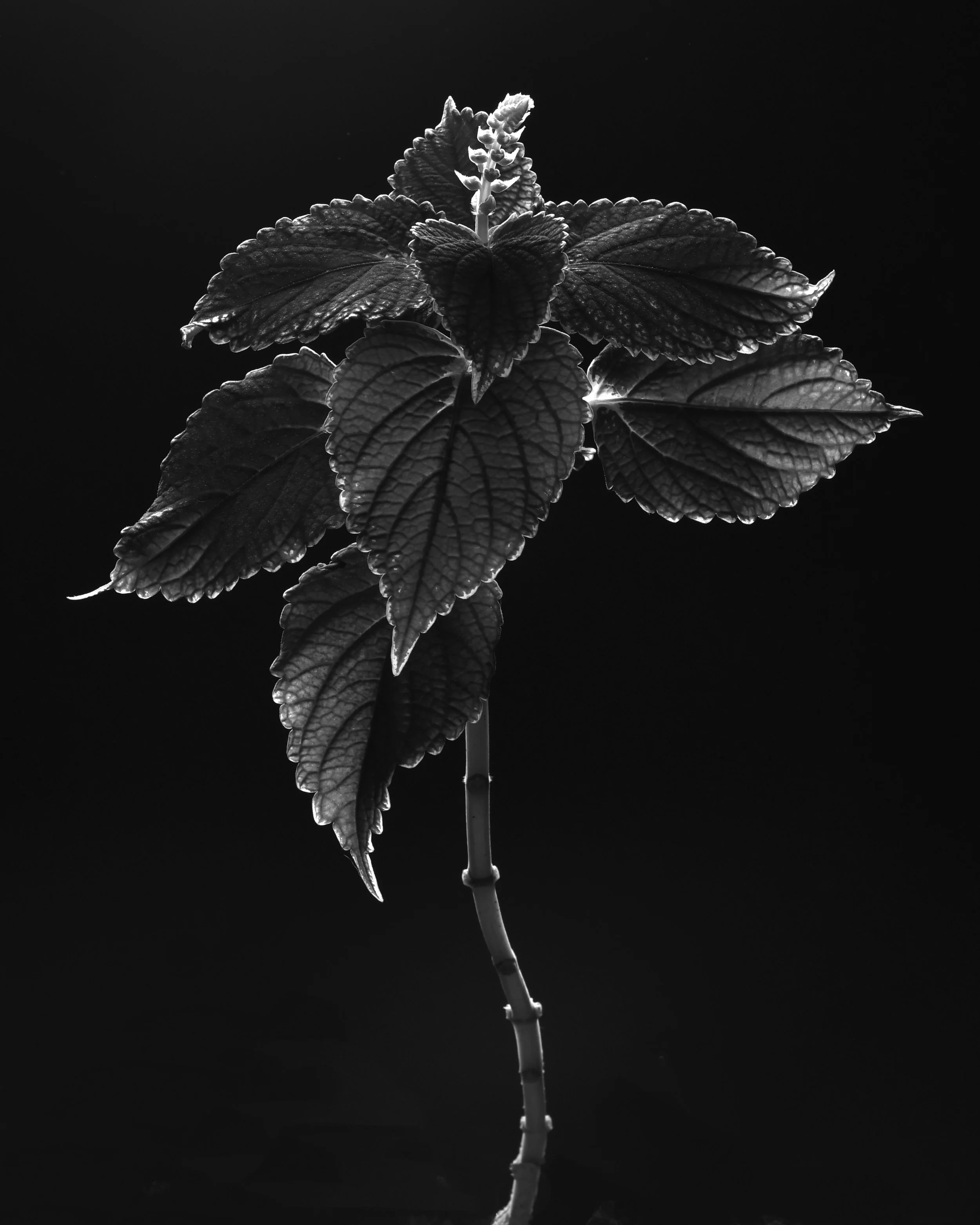 HPlant1ab.jpg