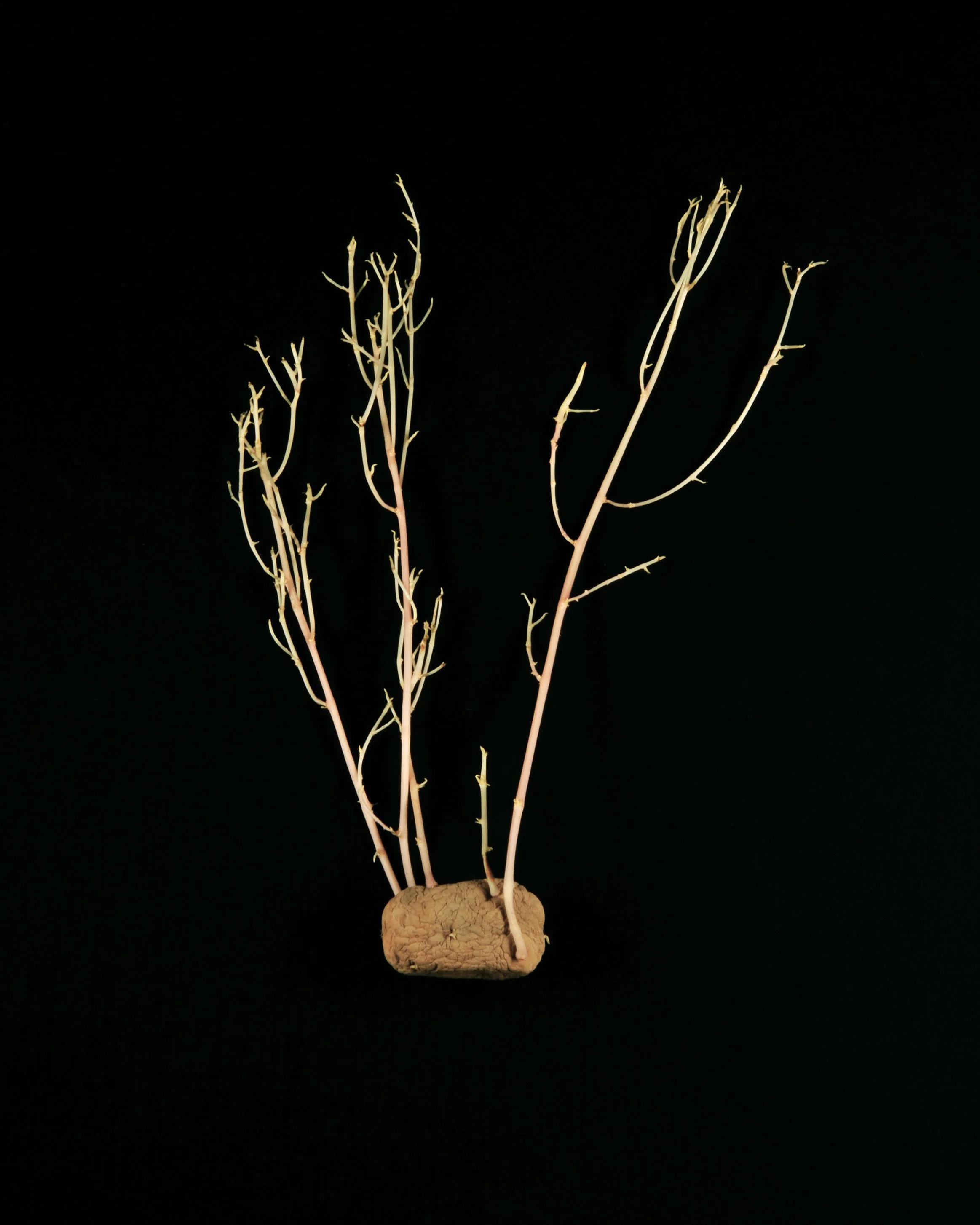Potato3.jpg