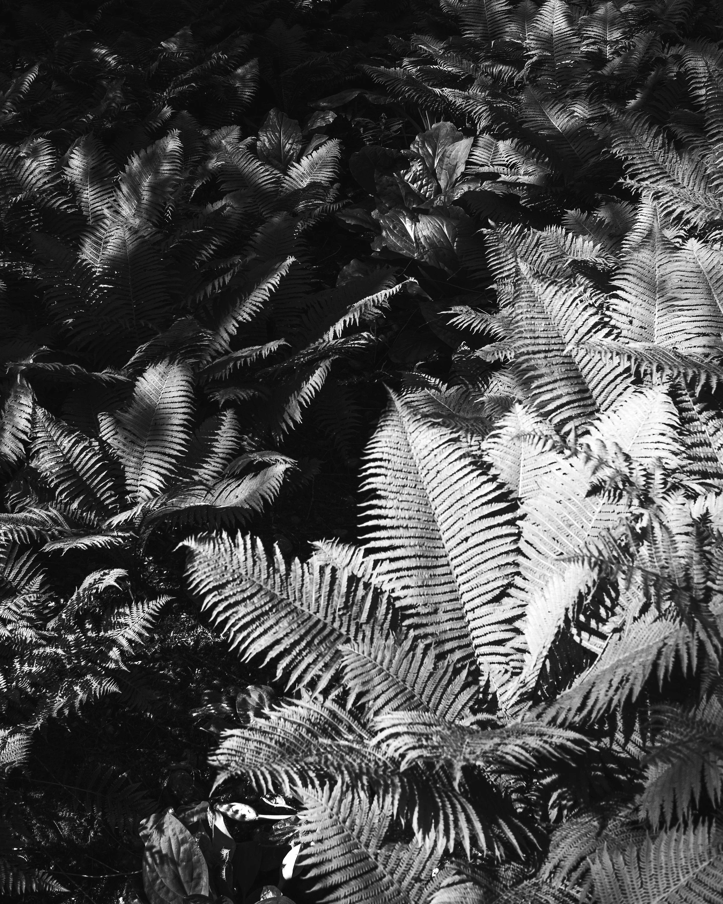 Ferns3.jpg