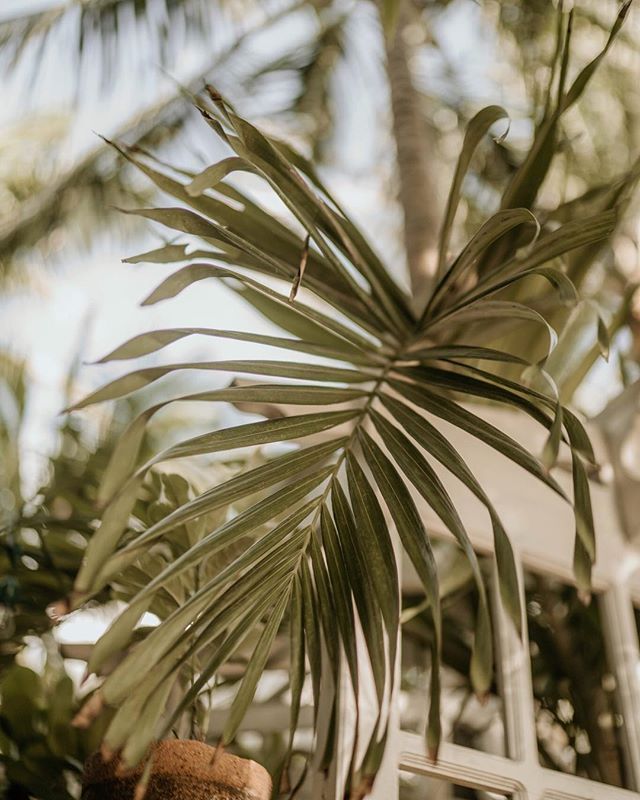 Lust for leaves that remind me of childhood summers spent in my grandmothers garden in Lahore imagining the world I was eager to see. 
#milesfromTulum
#milesfrommexico