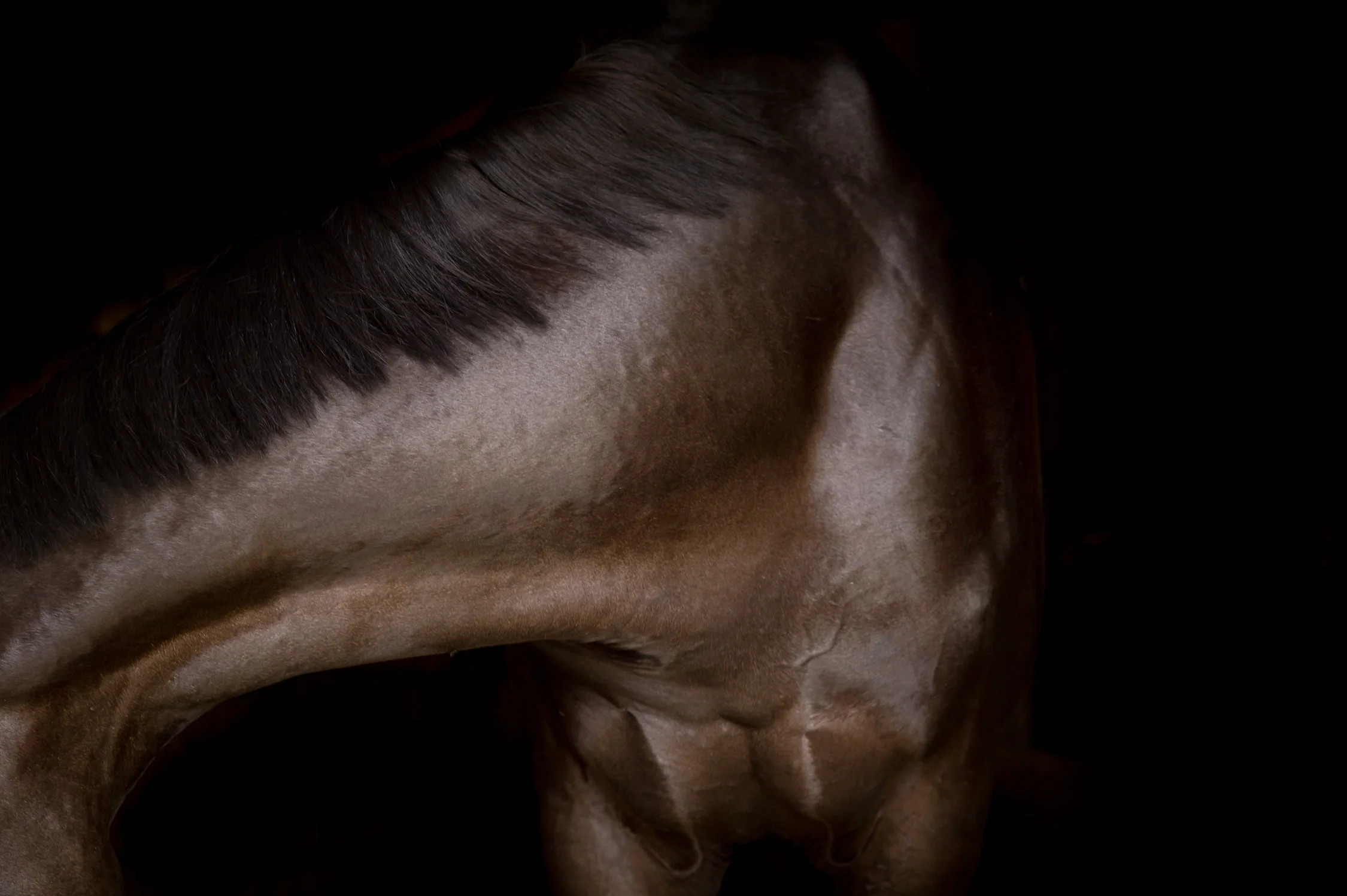 KNobilo_BiancaMcCartyPhotography-84.jpg