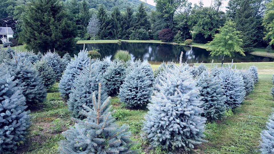 blue spruce.jpg