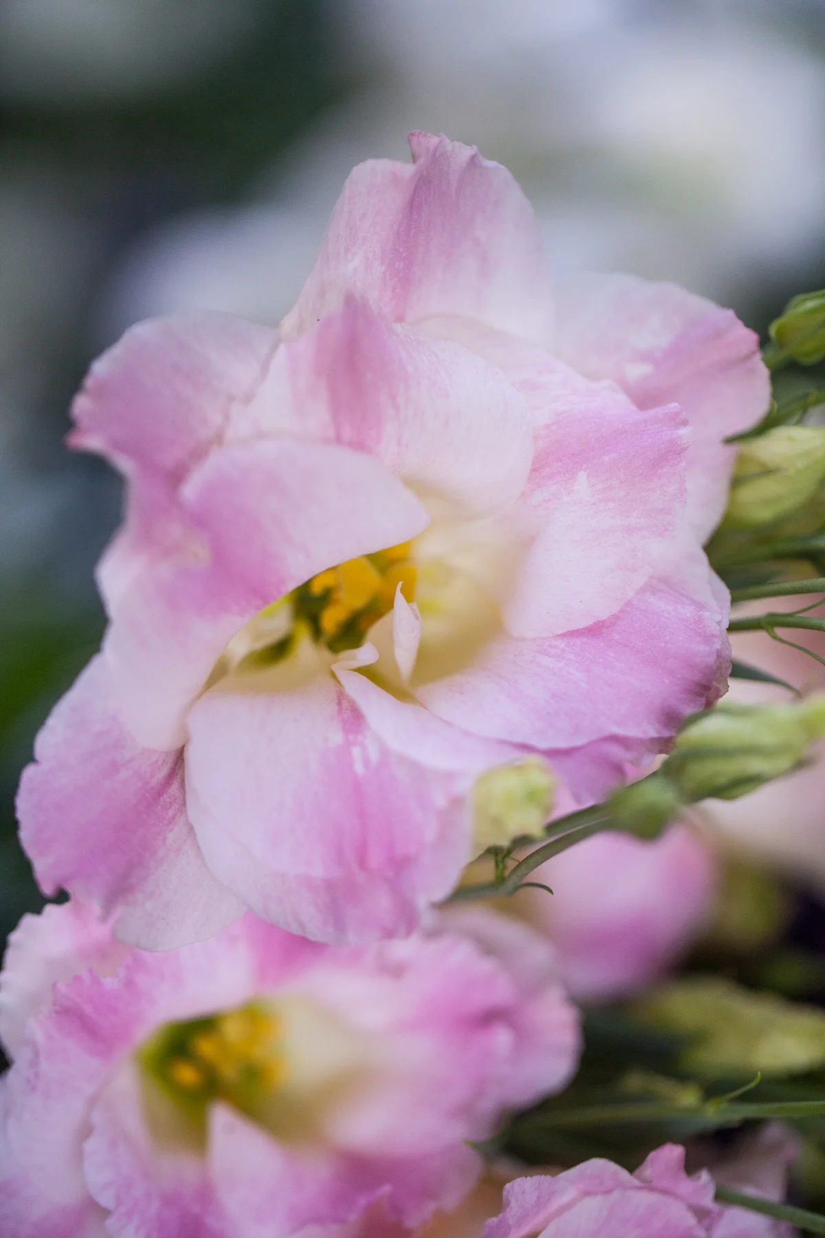 Lisianthus