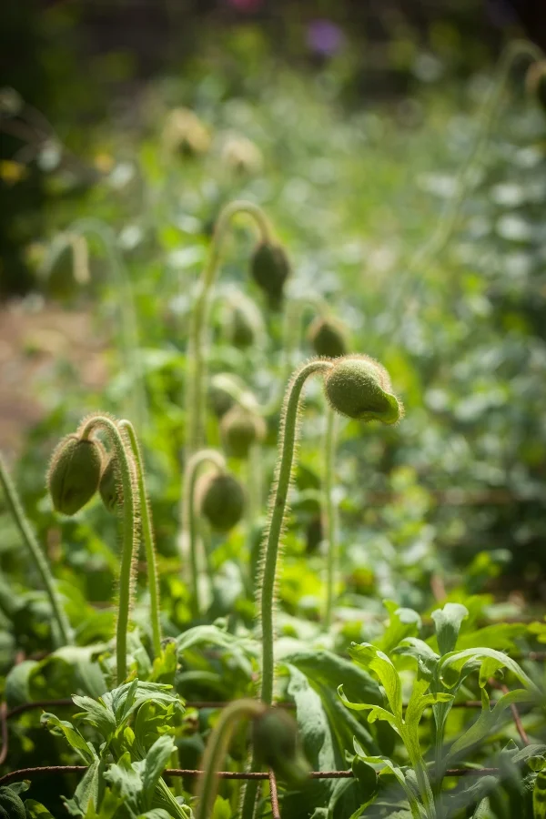 Poppy