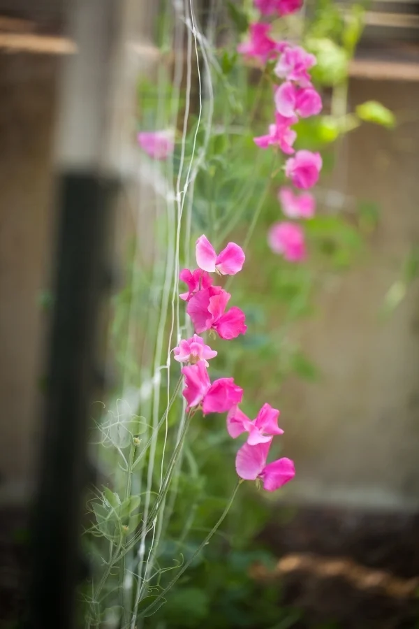 Sweet Peas