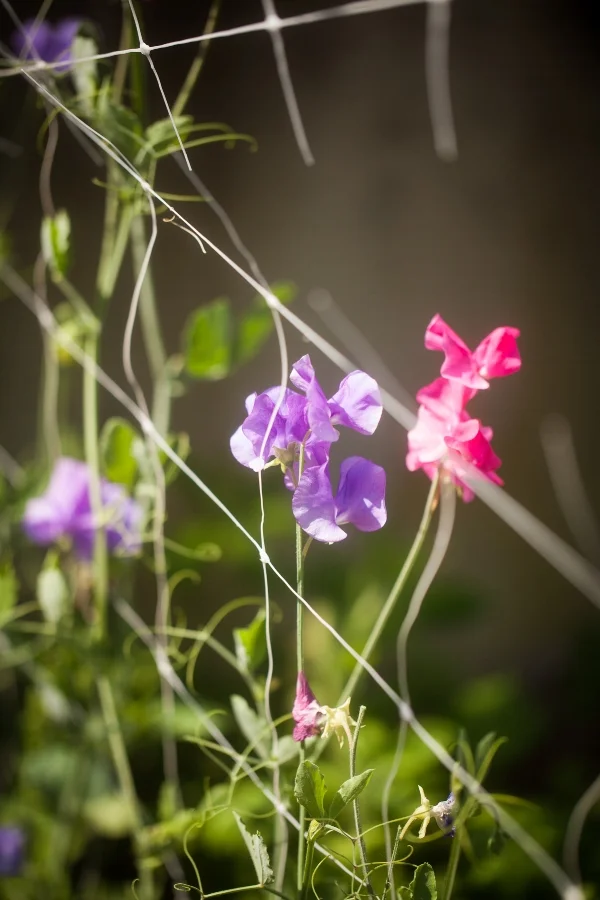 Sweet Pea