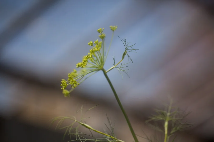 Dill
