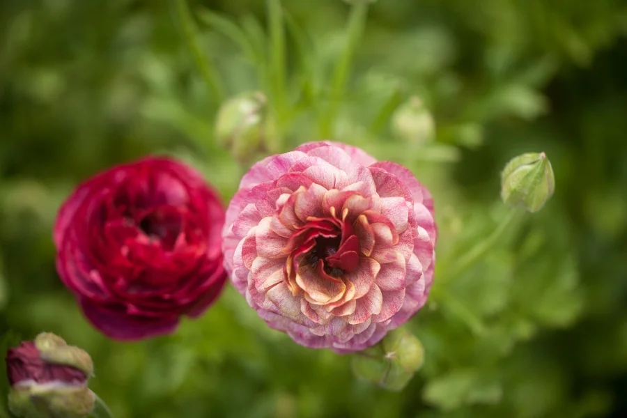 Ranunculus