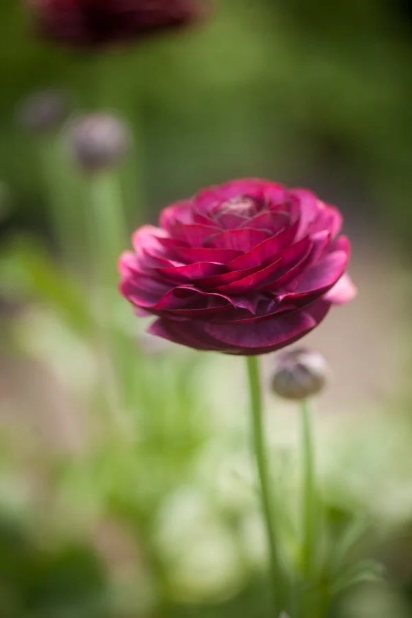 Ranunculus