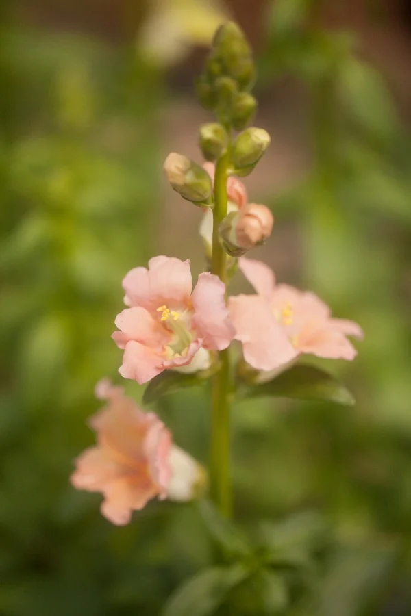 Chantilly Snapdragon