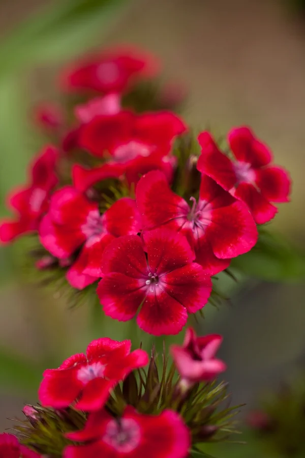 Sweet William