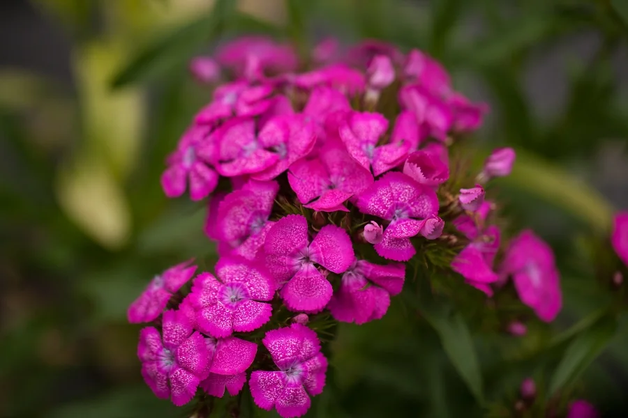 Sweet William