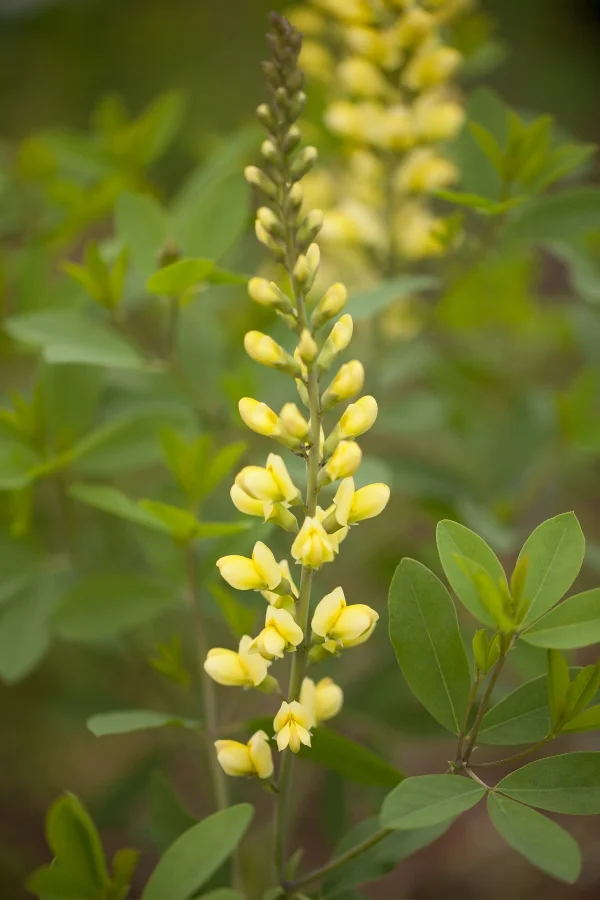 Lupine