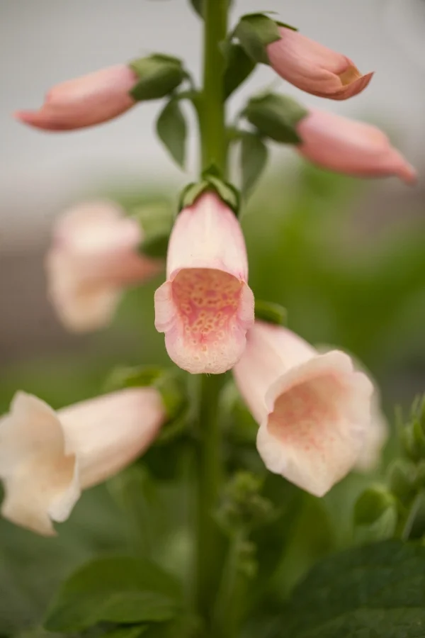 Foxglove