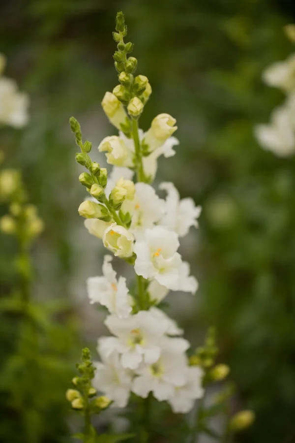 Snapdragon