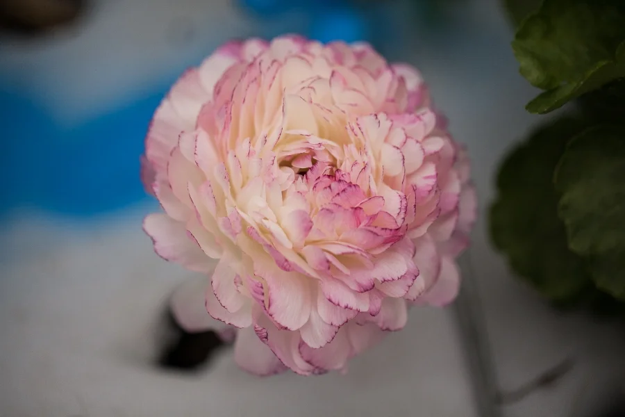 Ranunculus