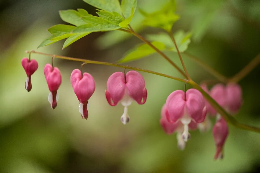 Bleeding Heart