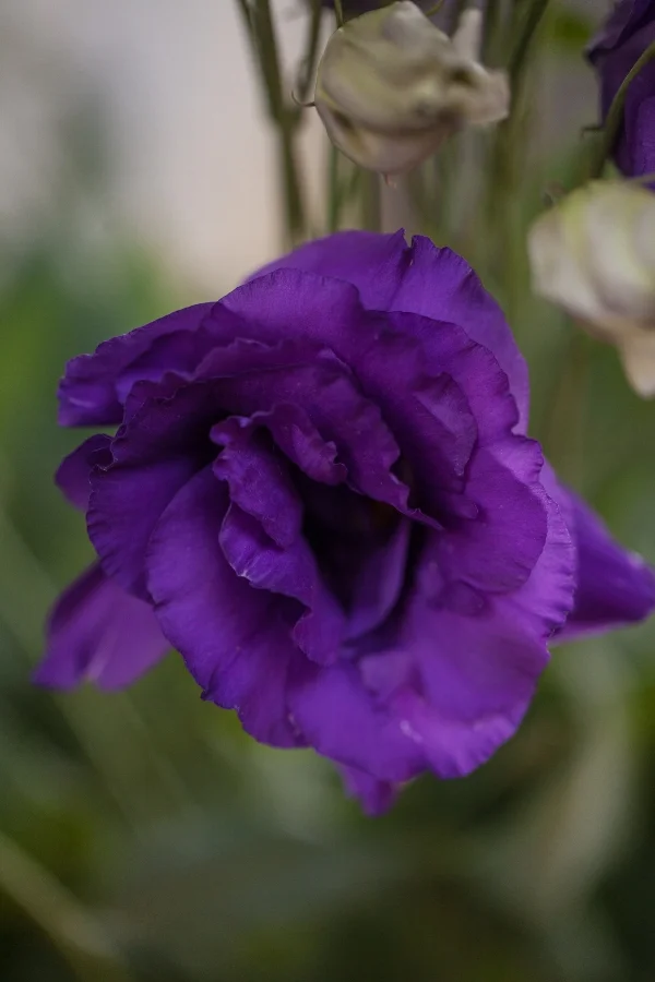 Lisianthus