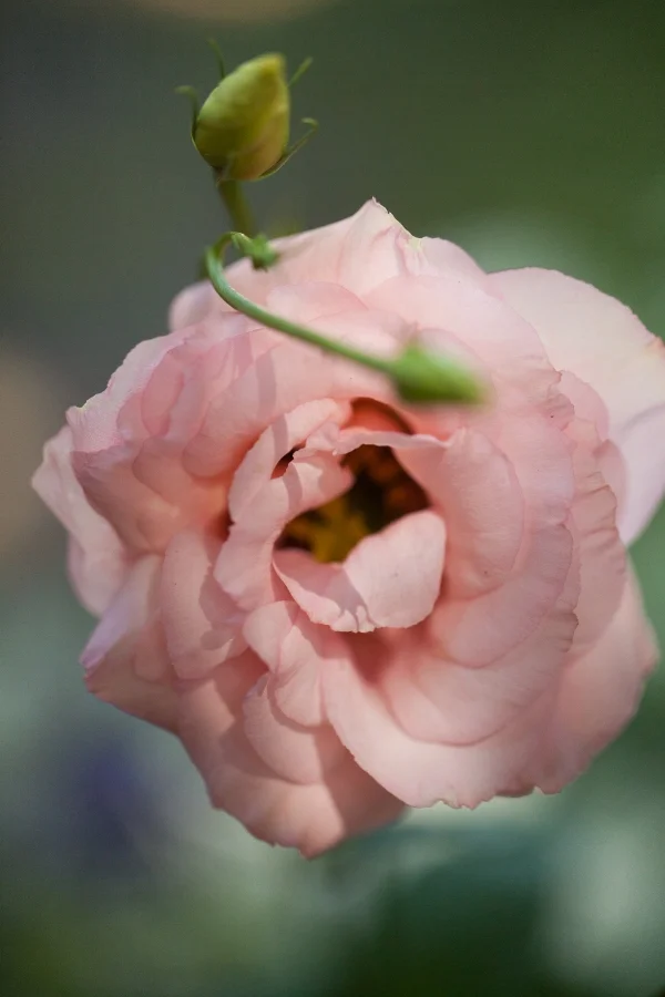 Lisianthus