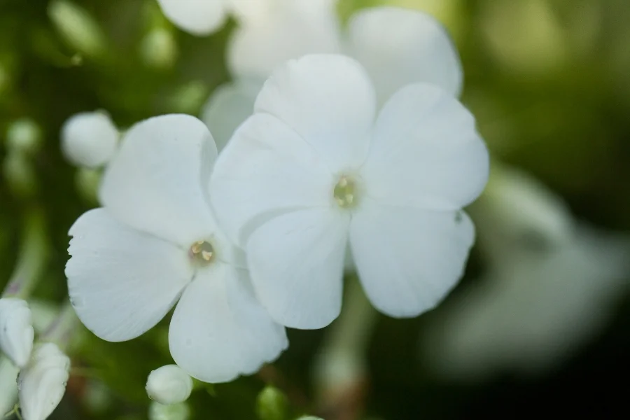 Phlox