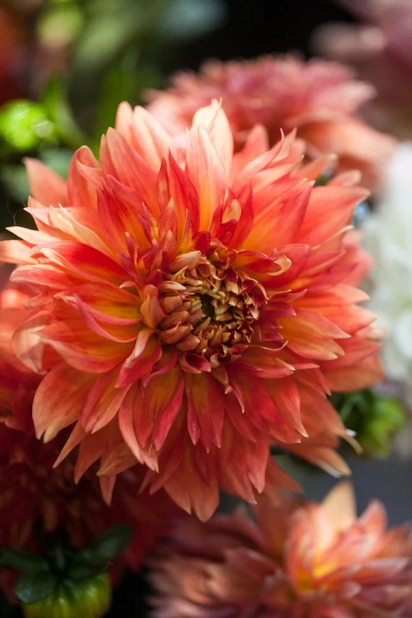 Dahlia