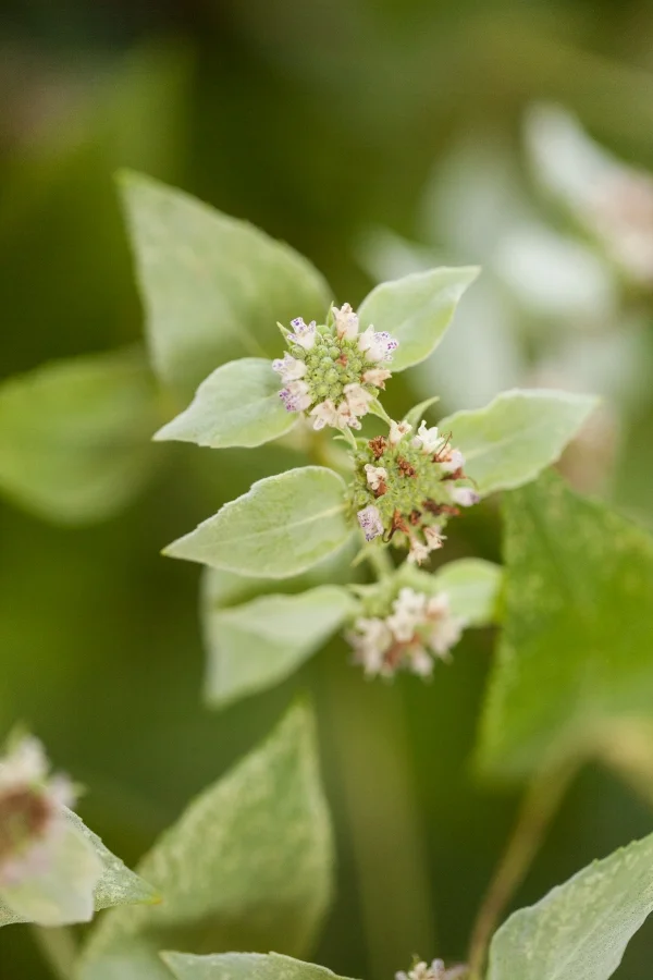 Mountain mint