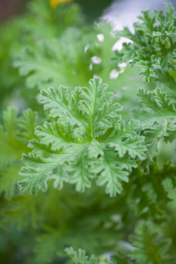 Scented Geranium