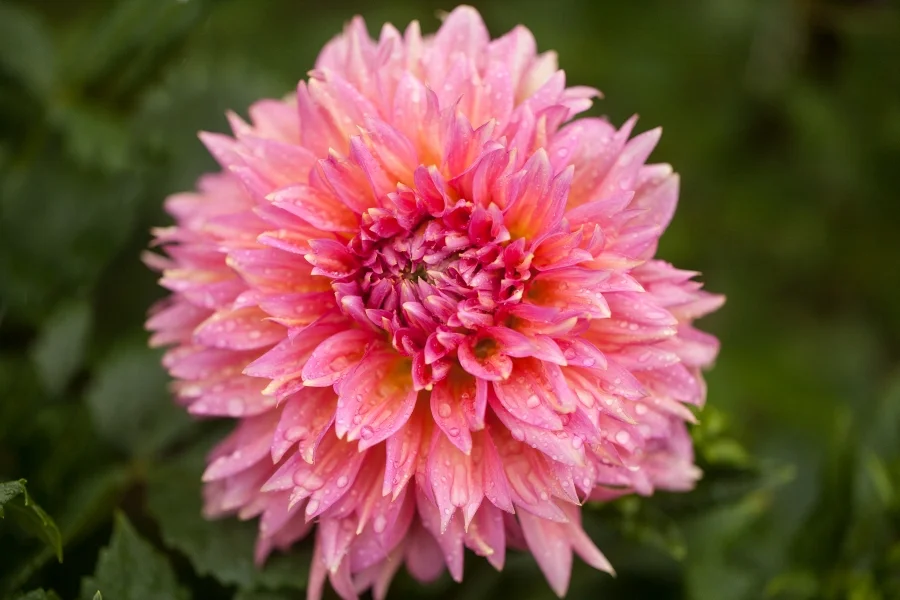 Dahlia