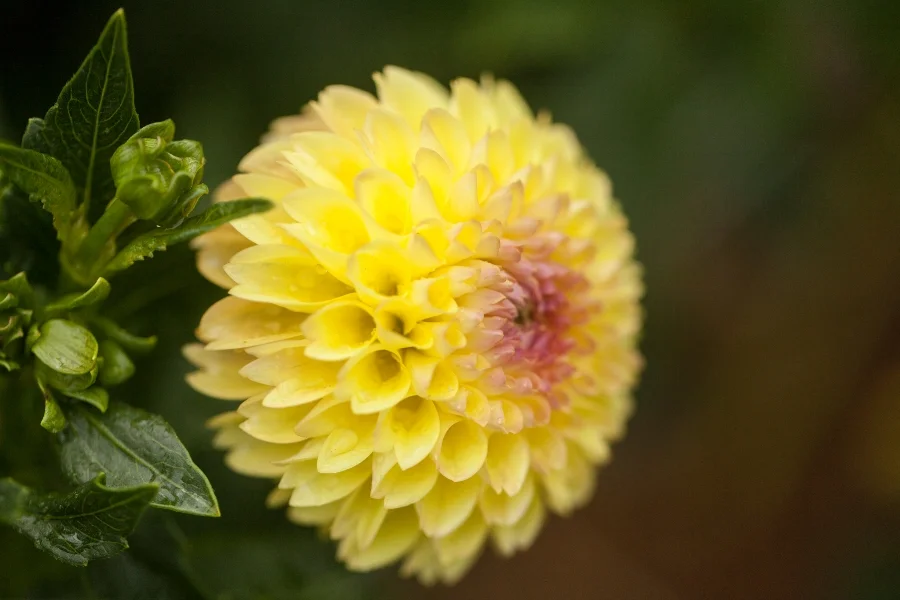 Dahlia