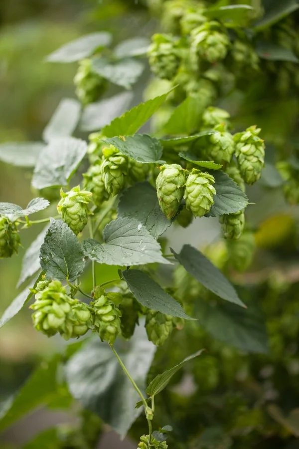 Hops