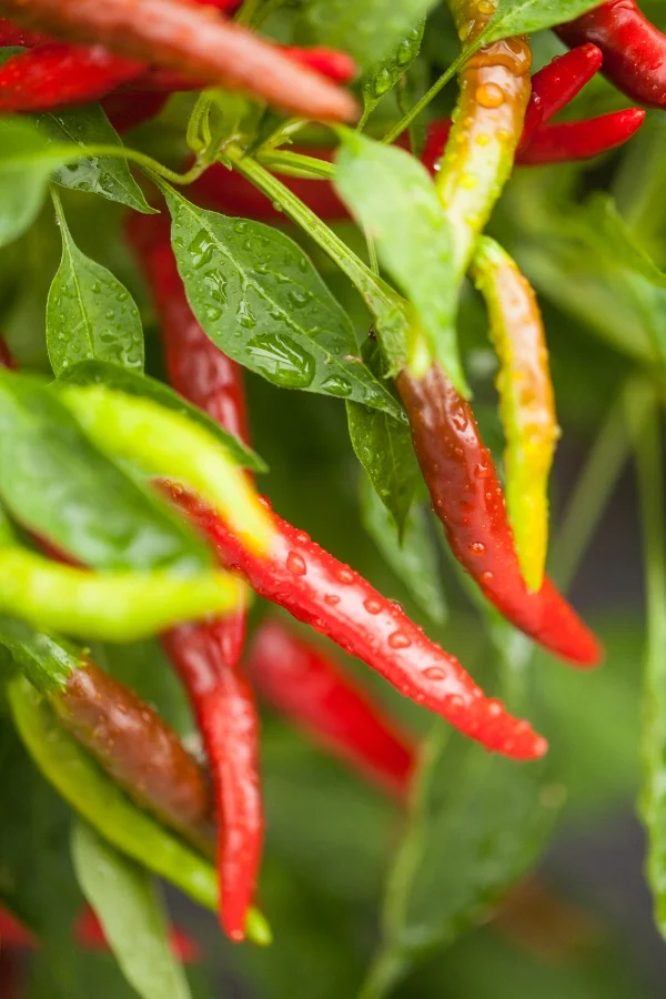Ornamental peppers