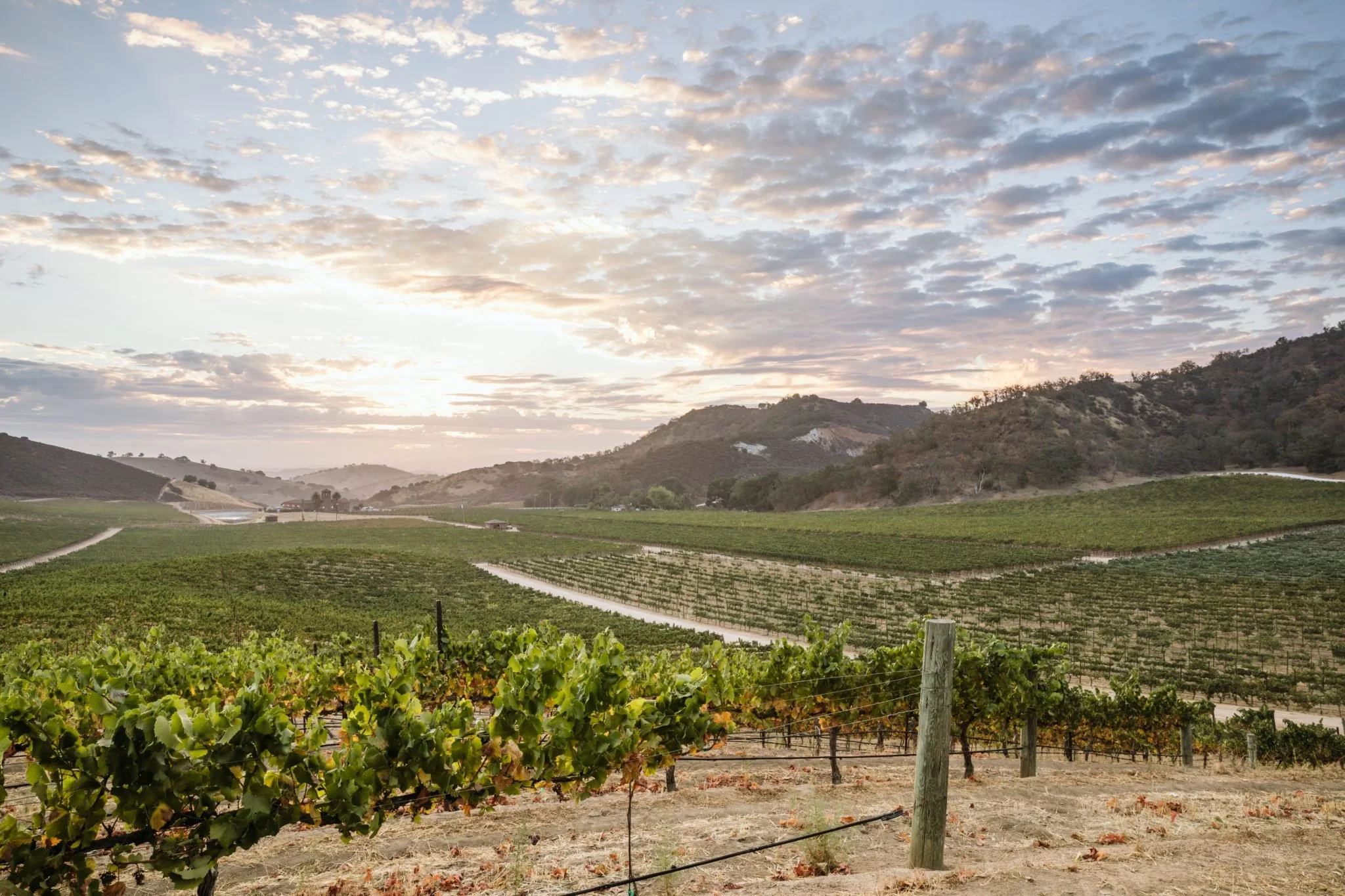 Eden Rift VINEYARDS: Discover California's Oldest Continuously Planted Vineyard