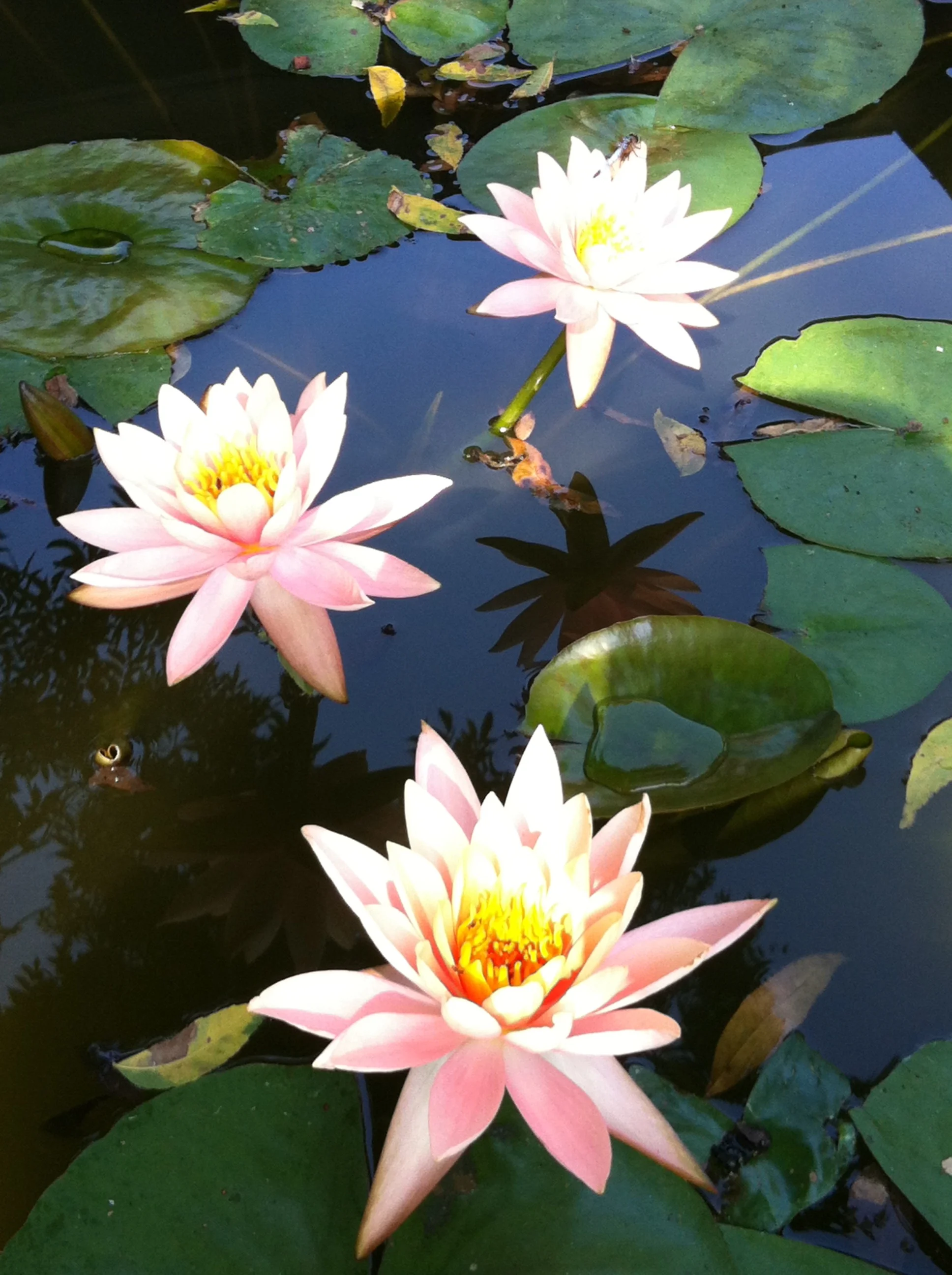 our lily pond
