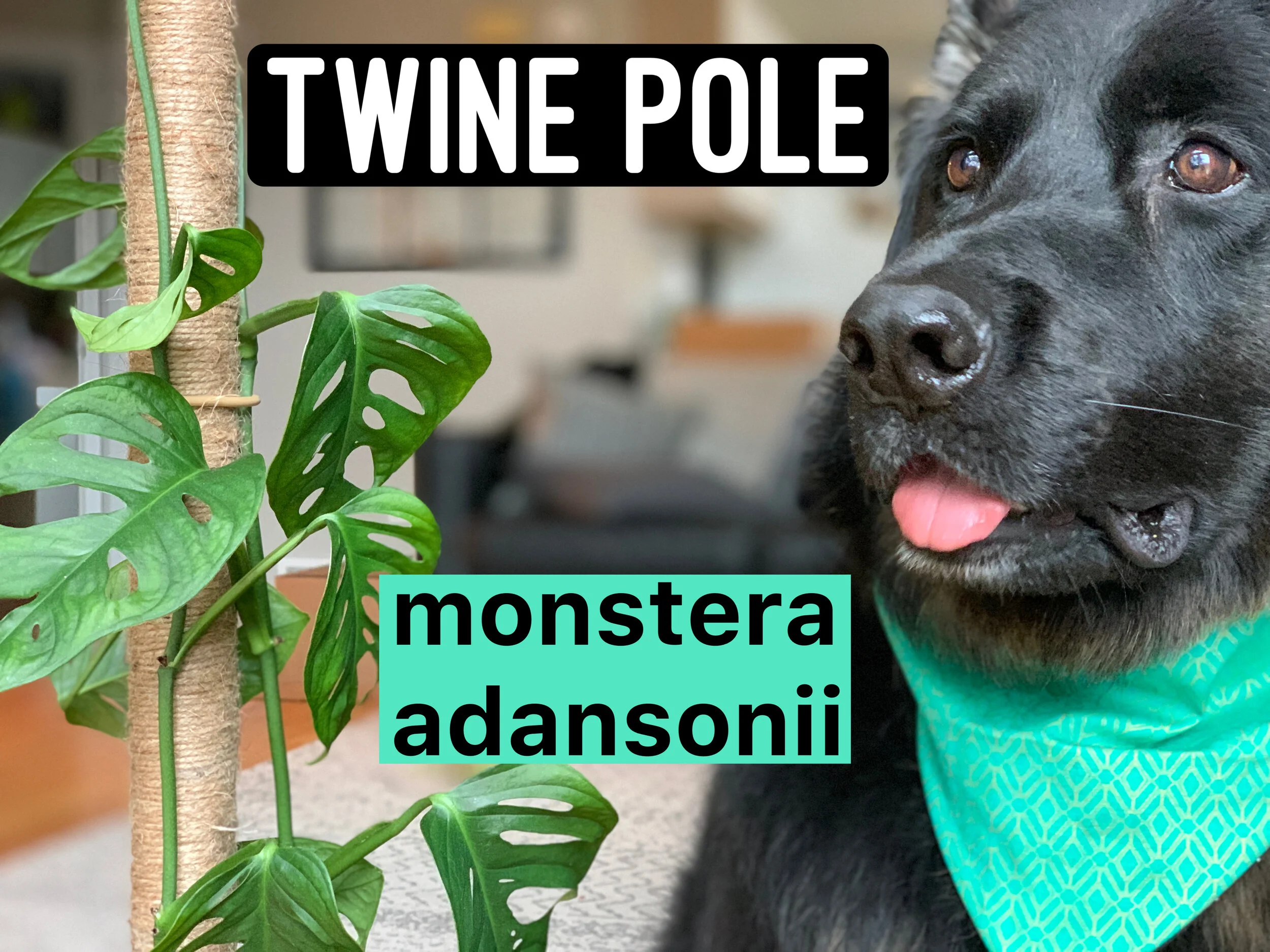 DIY Twine Pole for my Monstera Adansonii
