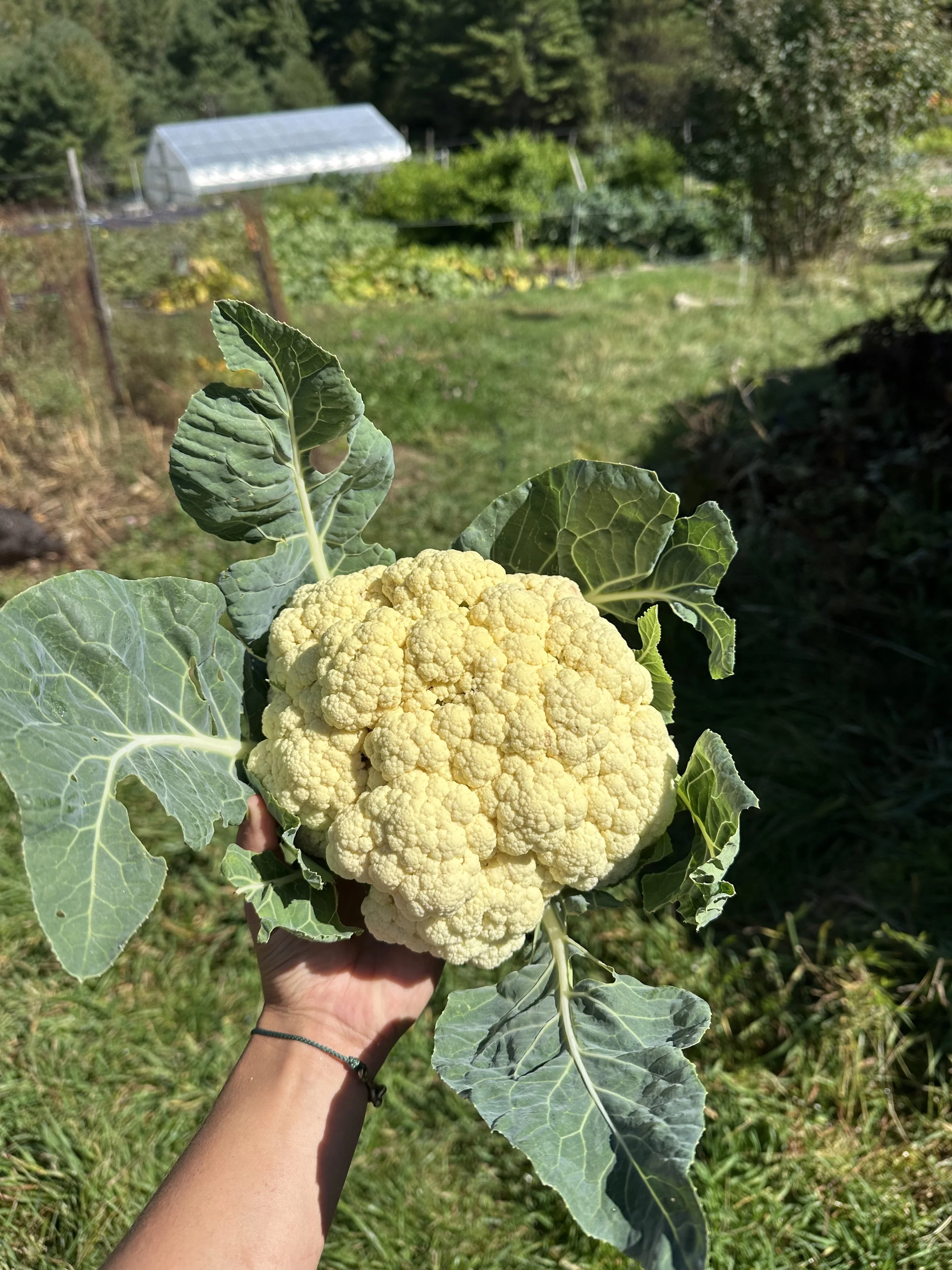 COMMUNITY RAISED BEDS