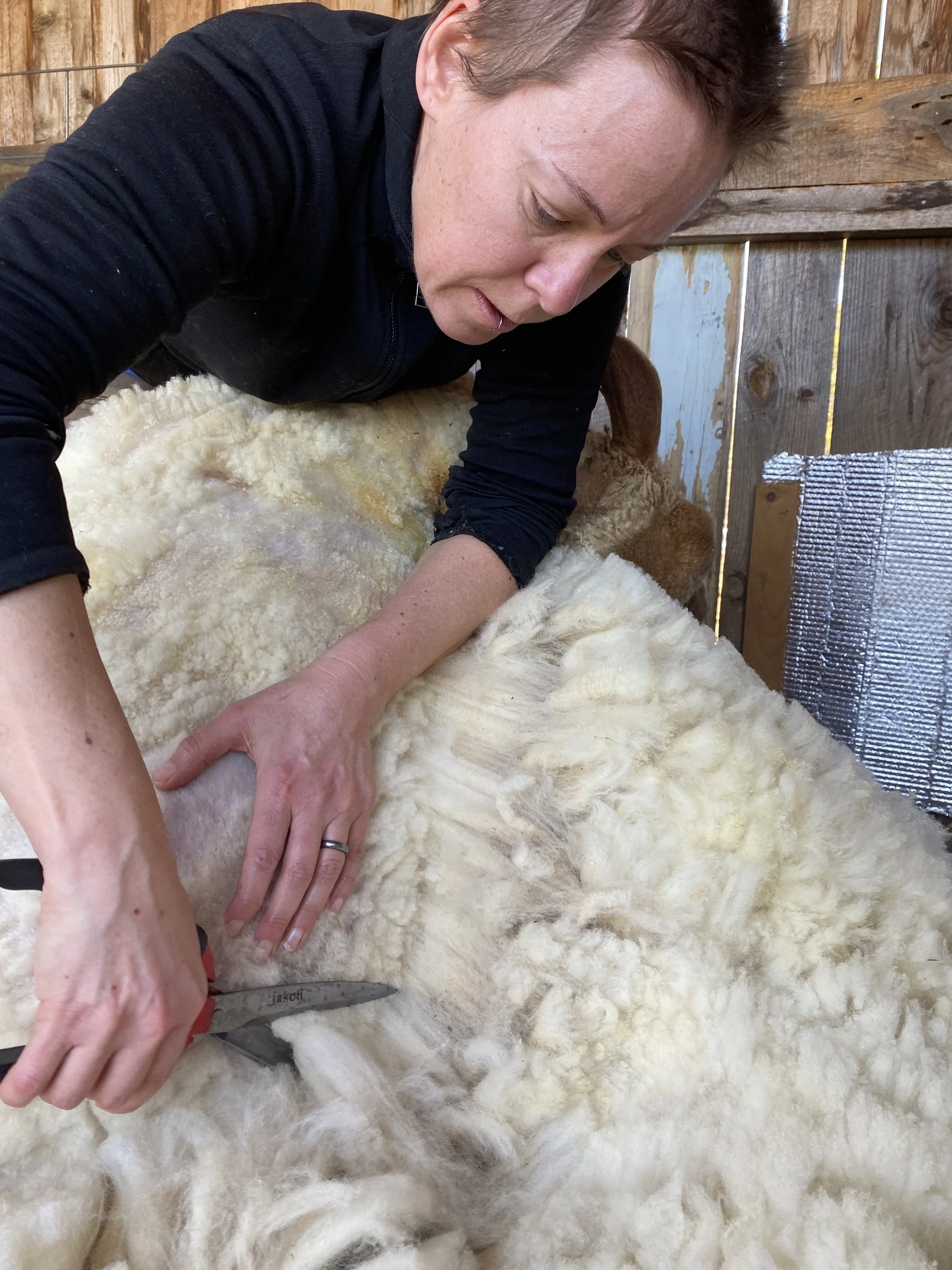 shearing.jpg
