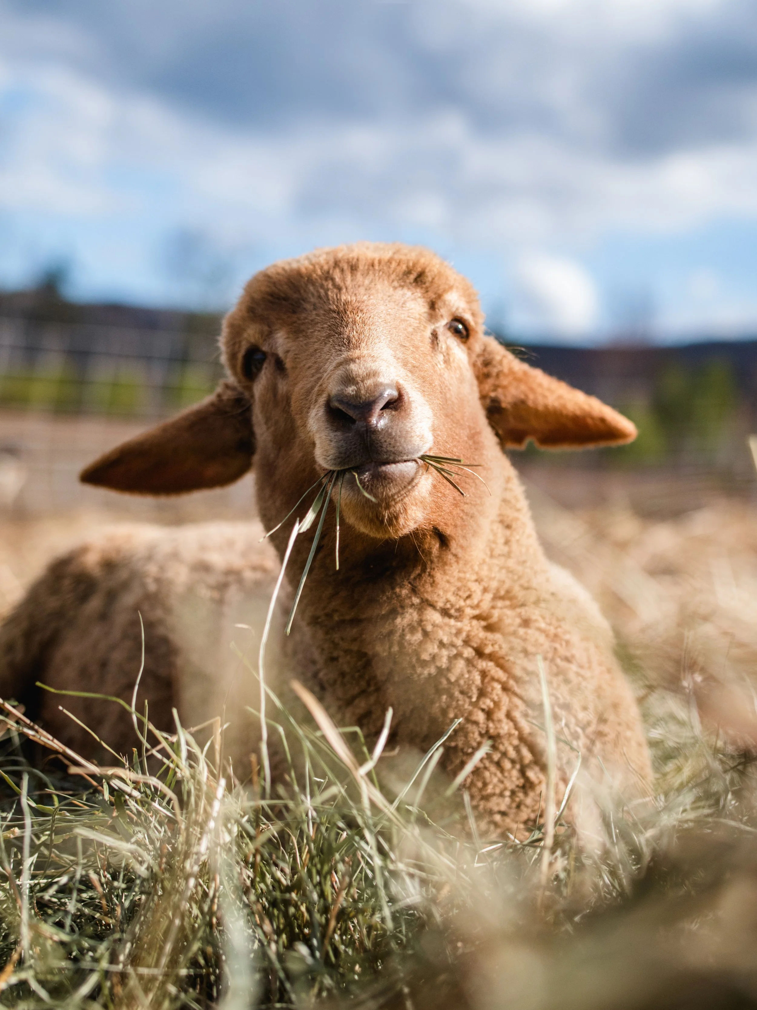 Craigardan Spring '21-7.jpg