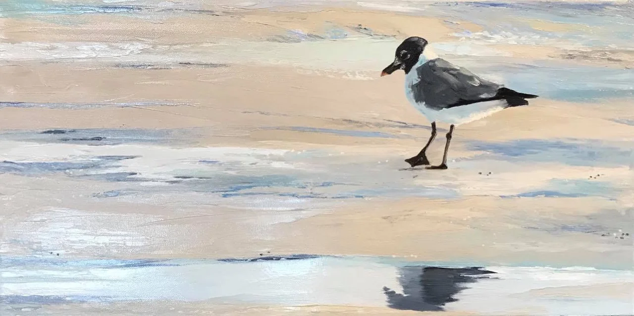 Laughing Gull