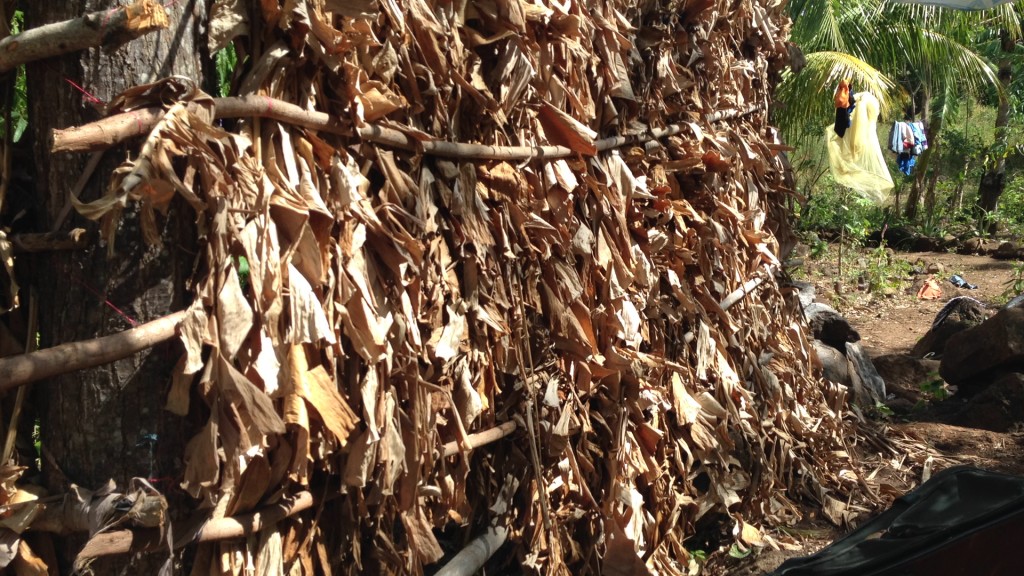 To provide some privacy in Maria’s open air shower, we helped build this wall of dried banana leaves.