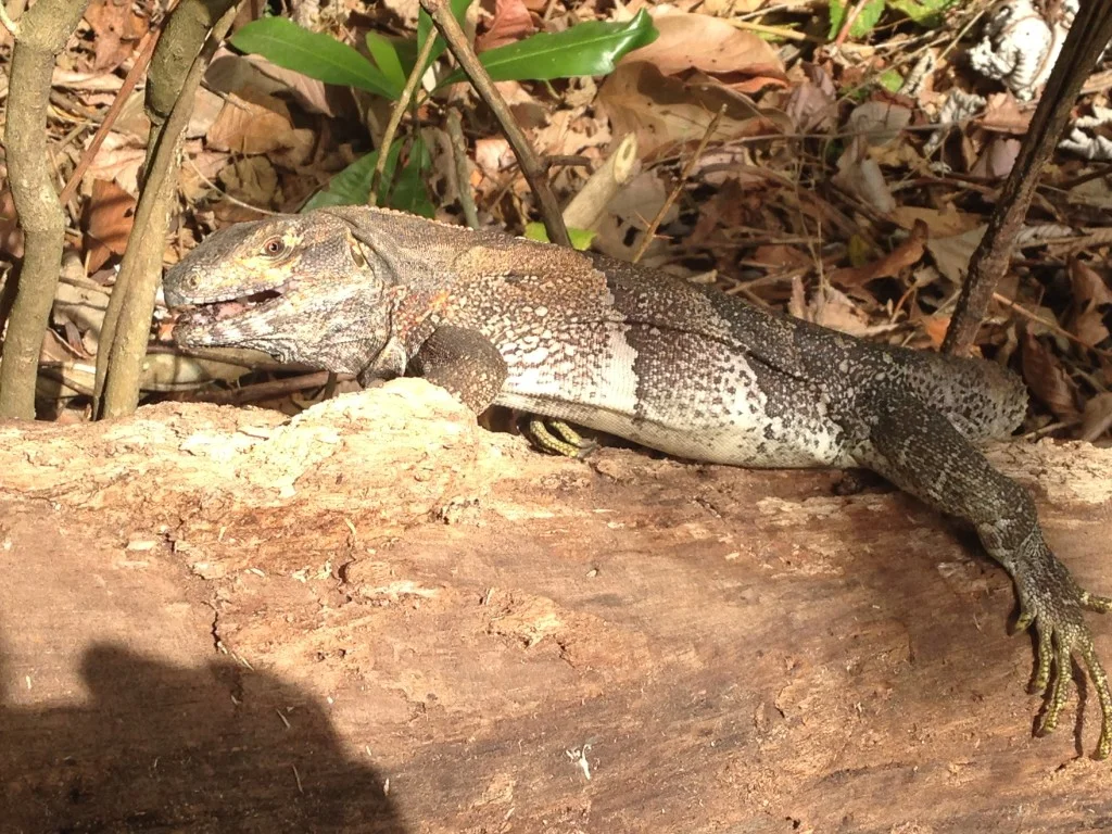 Some sort of iguana reptile.