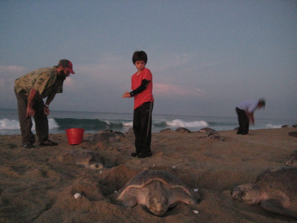 We woke up before sunrise and were rewarded with witnessing thousands of sea turtles nesting and thousands more baby turtles hatching. The white objects in the photos are previously-lain eggs dug up by this nesting mama.