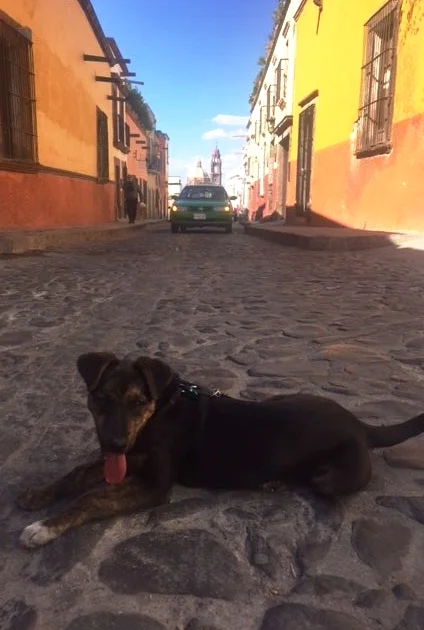 Charley our rescued street puppy acts like she still owns the streets.