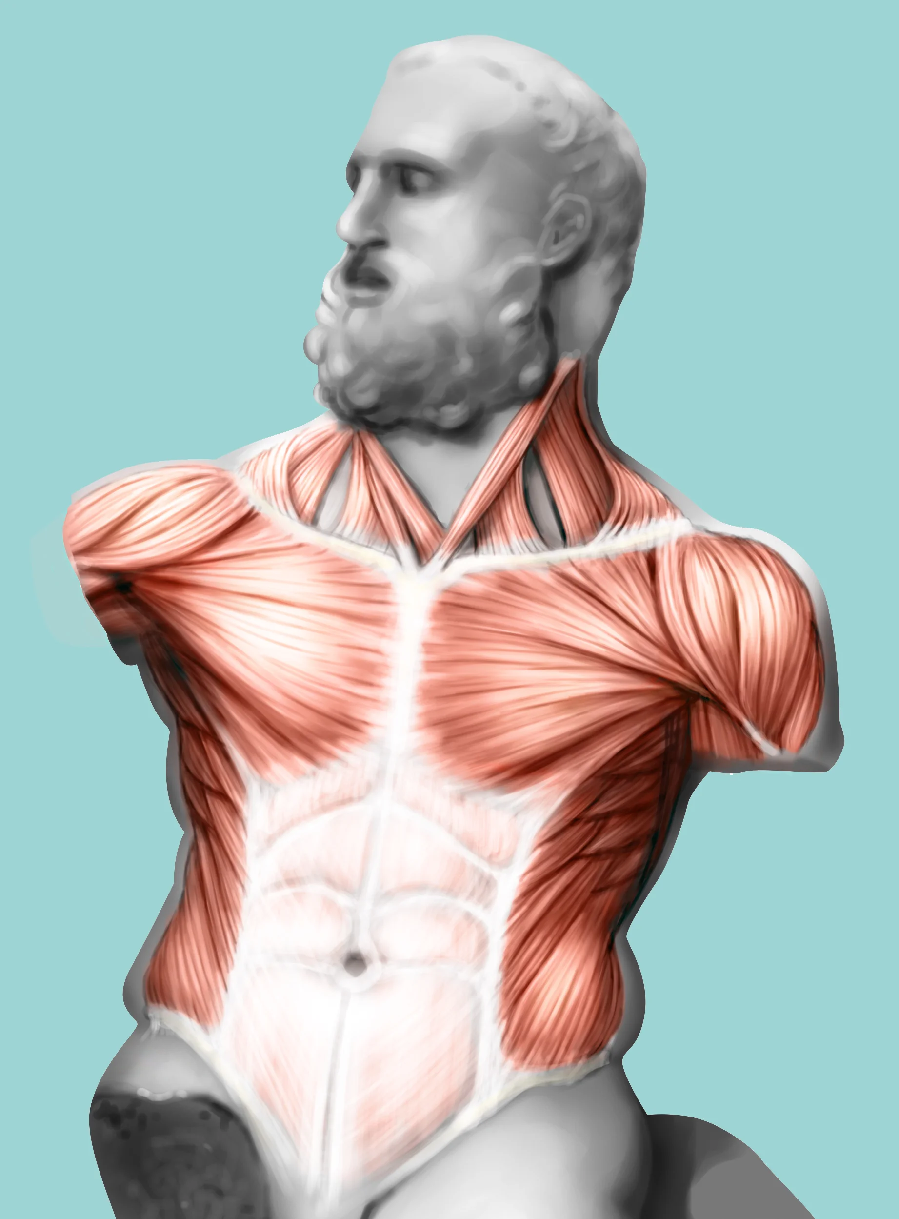 Muscles of a Statue (REDONE)