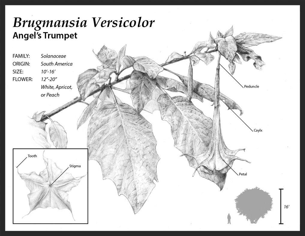 Botanical Plate
