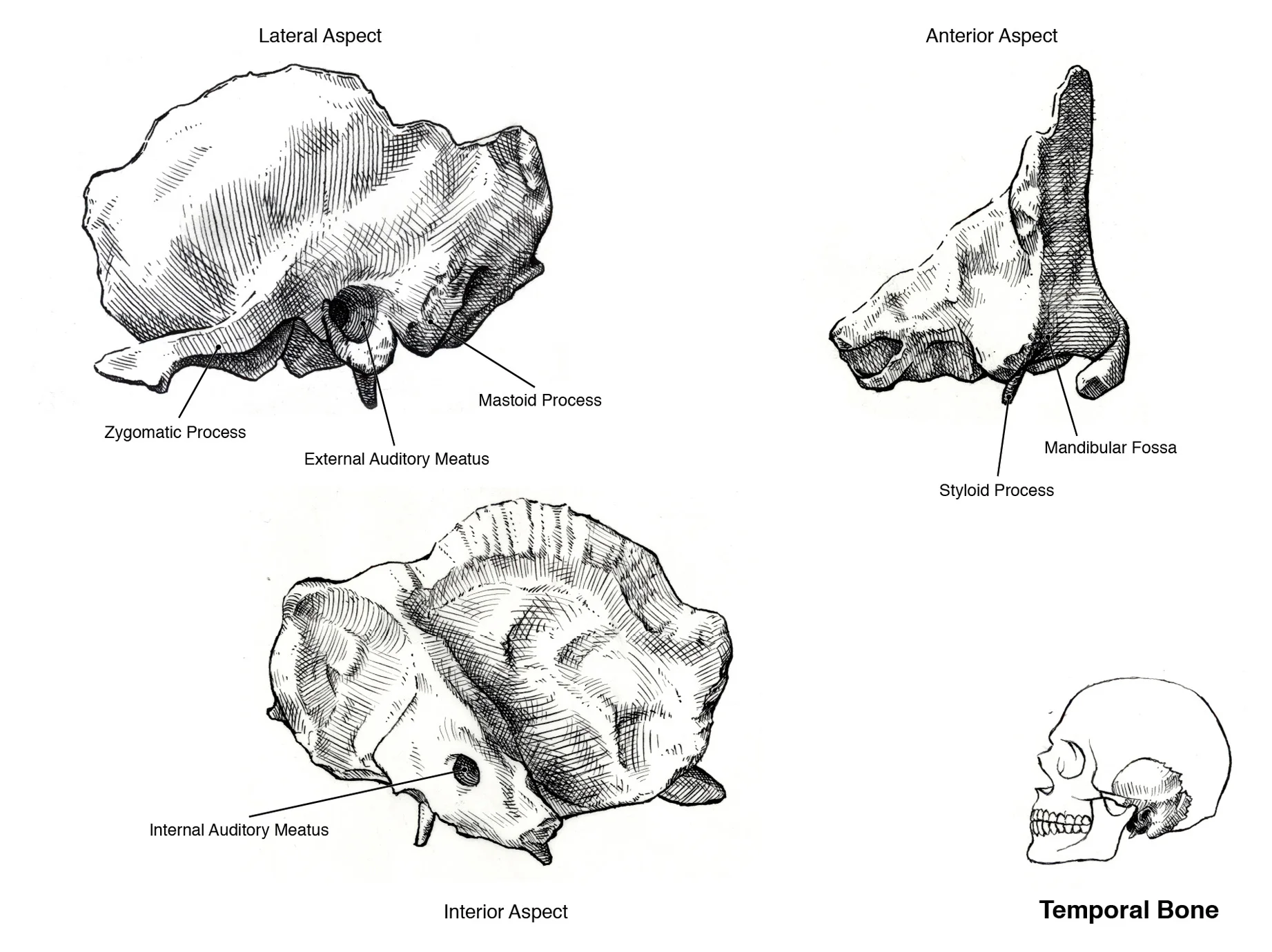 Temporal Bone