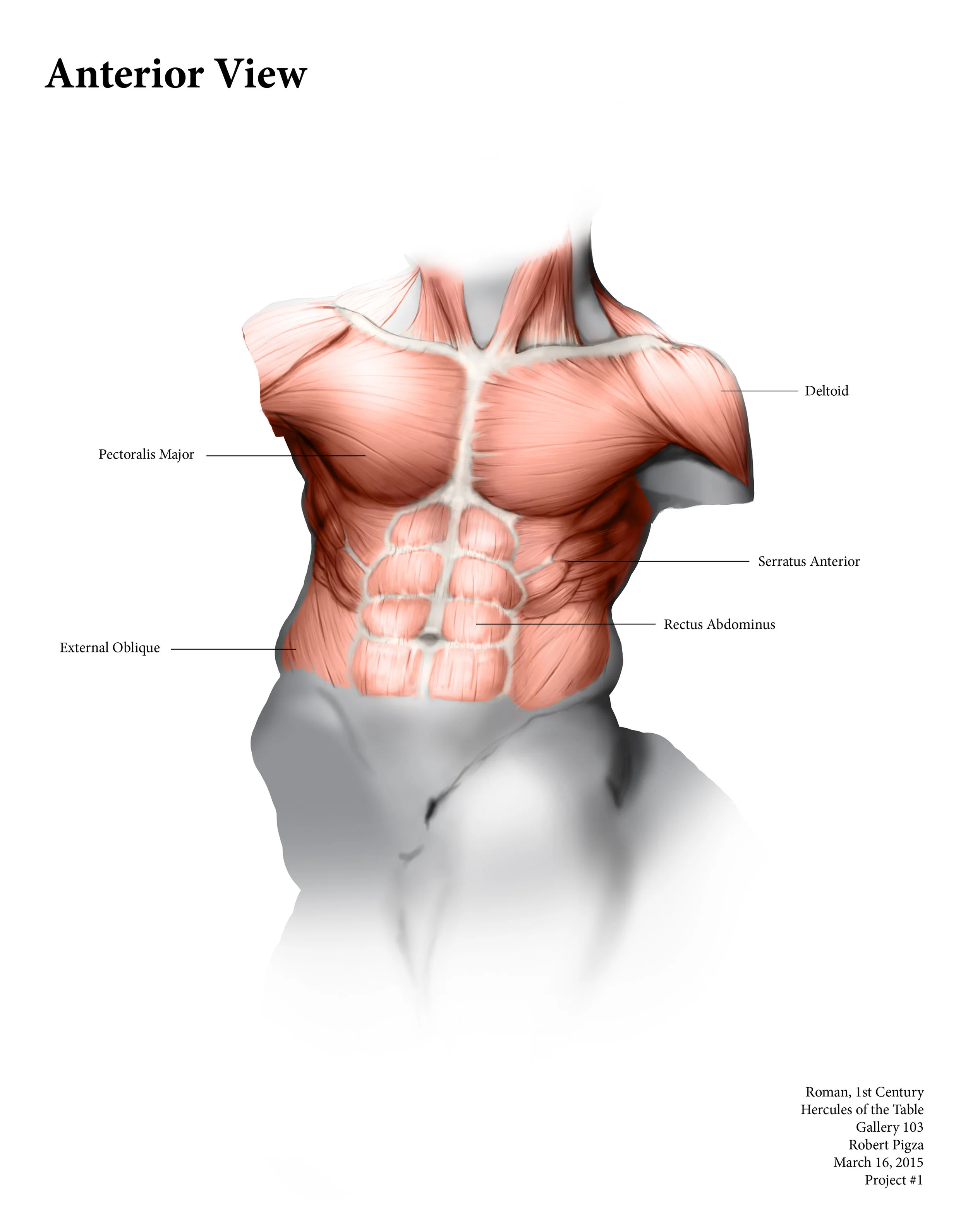 Torso Muscles of a Statue
