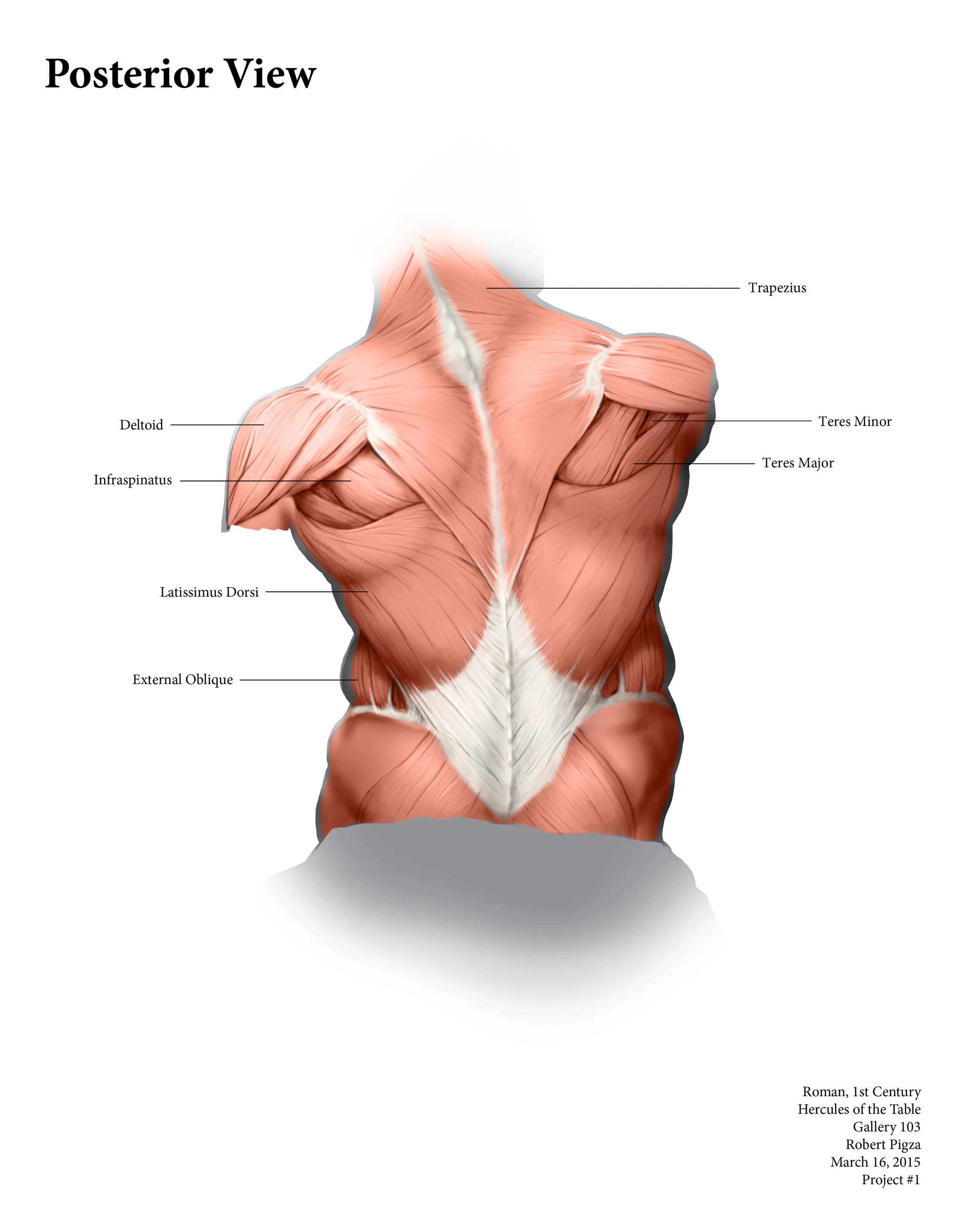 Torso Muscles of a Statue (Back)