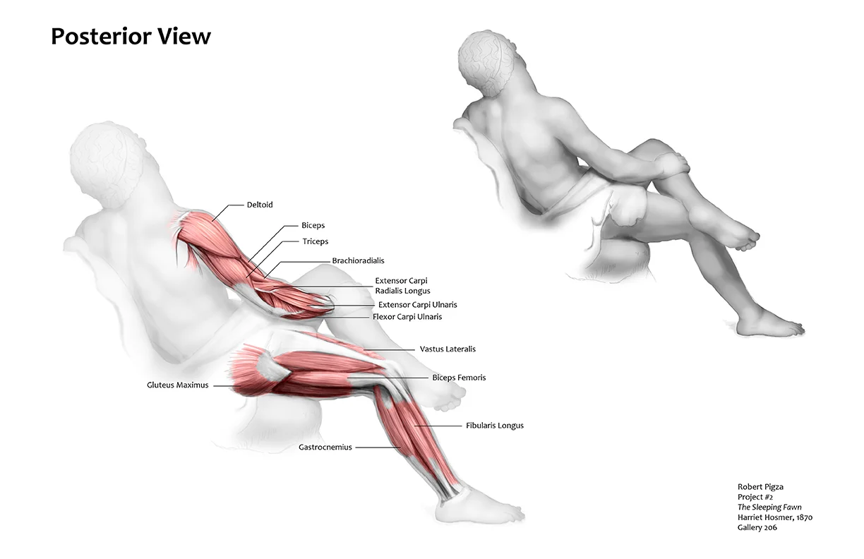Limb Muscles of a Statue (Back)